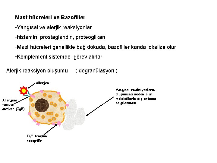 Mast hücreleri ve Bazofiller • Yangısal ve alerjik reaksiyonlar • histamin, prostaglandin, proteoglikan •