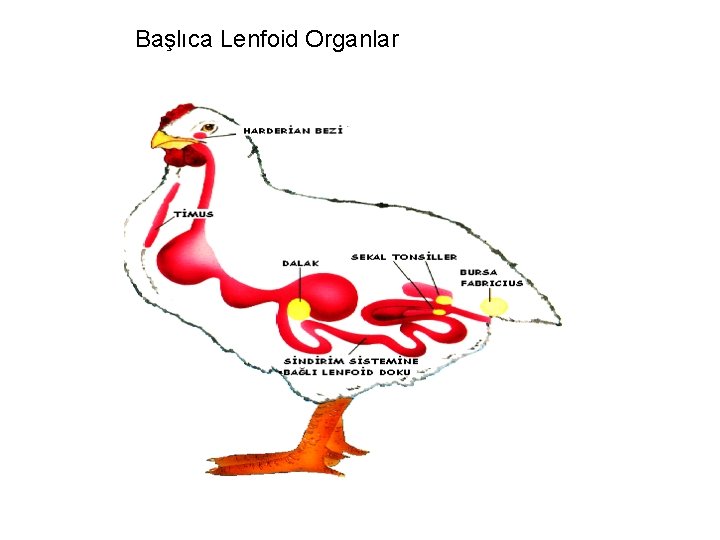 Başlıca Lenfoid Organlar 