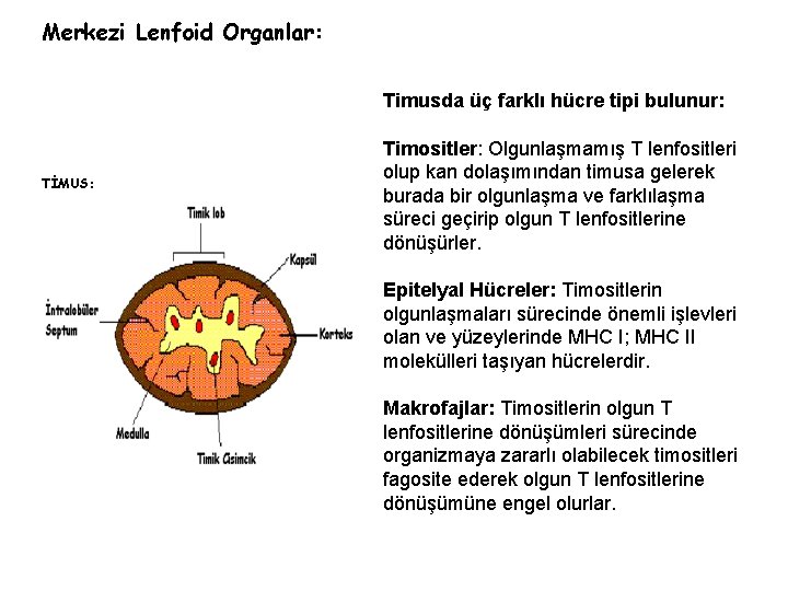 Merkezi Lenfoid Organlar: Timusda üç farklı hücre tipi bulunur: TİMUS: Timositler: Olgunlaşmamış T lenfositleri