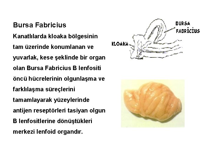 Bursa Fabricius Kanatlılarda kloaka bölgesinin tam üzerinde konumlanan ve yuvarlak, kese şeklinde bir organ