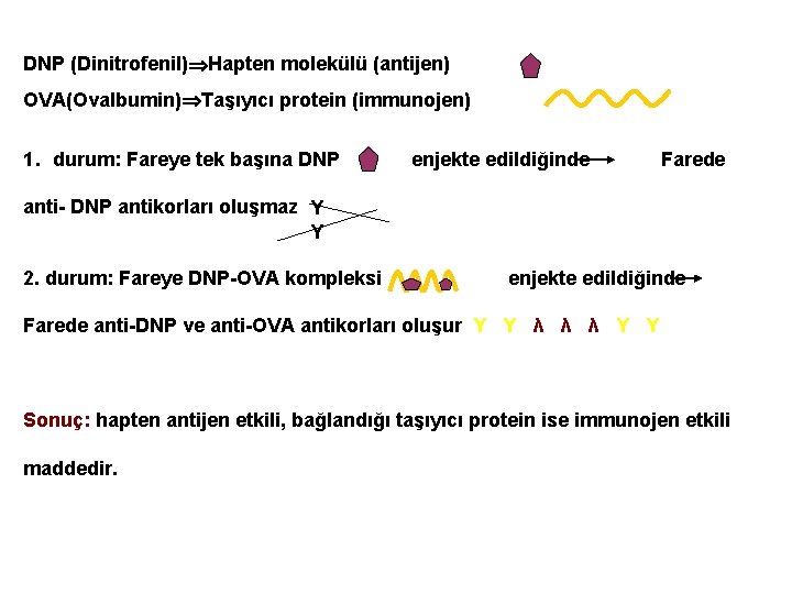 DNP (Dinitrofenil) Hapten molekülü (antijen) OVA(Ovalbumin) Taşıyıcı protein (immunojen) 1. durum: Fareye tek başına