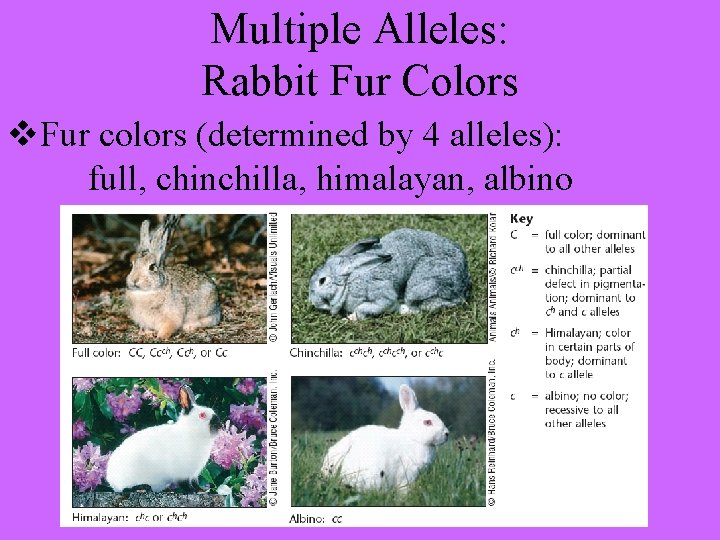 Multiple Alleles: Rabbit Fur Colors v. Fur colors (determined by 4 alleles): full, chinchilla,