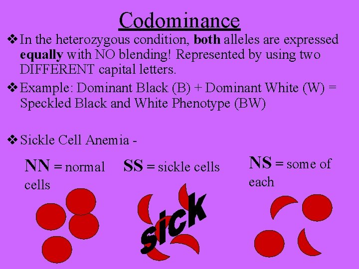 Codominance v In the heterozygous condition, both alleles are expressed equally with NO blending!