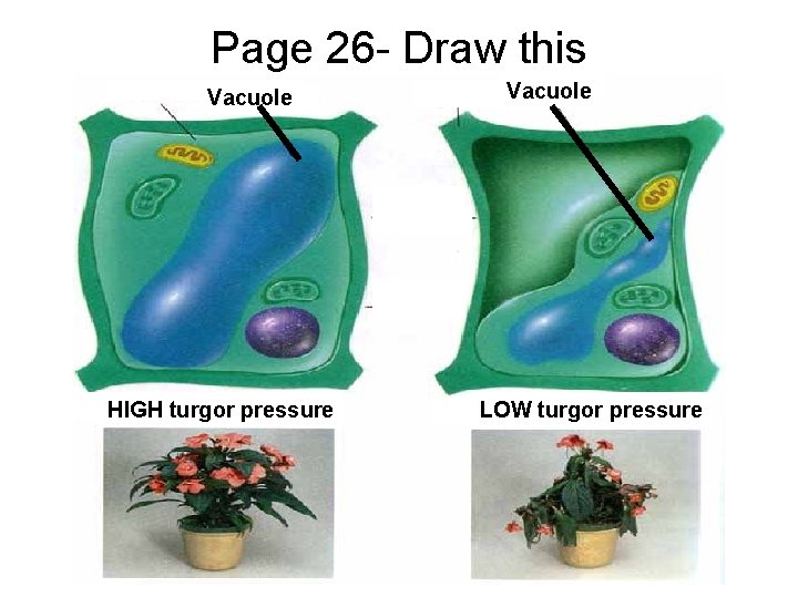 Page 26 - Draw this Vacuole HIGH turgor pressure Vacuole LOW turgor pressure 