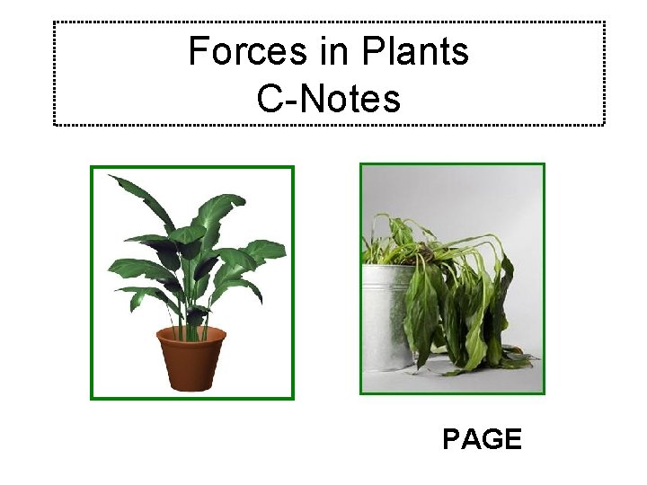 Forces in Plants C-Notes PAGE 