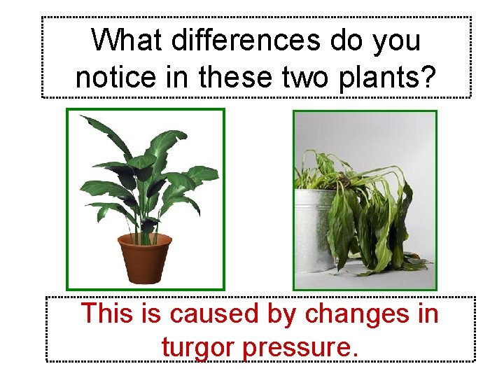 What differences do you notice in these two plants? This is caused by changes