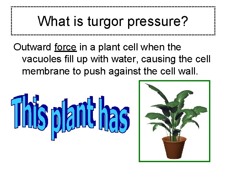 What is turgor pressure? Outward force in a plant cell when the vacuoles fill