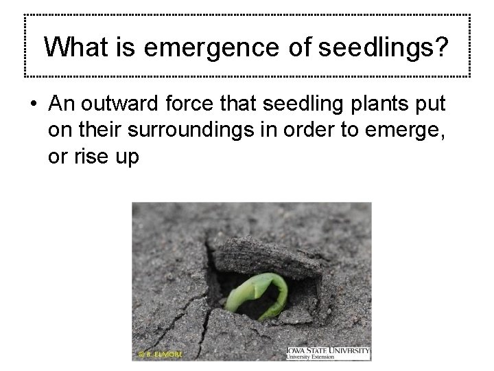 What is emergence of seedlings? • An outward force that seedling plants put on