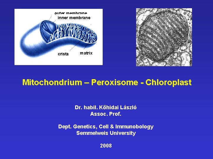 outer membrane inner membrane crista matrix Mitochondrium – Peroxisome - Chloroplast Dr. habil. Kőhidai