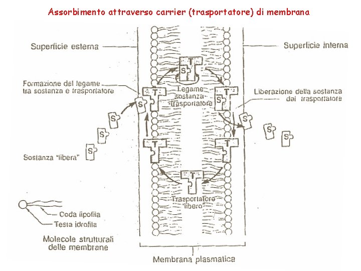 Assorbimento attraverso carrier (trasportatore) di membrana 