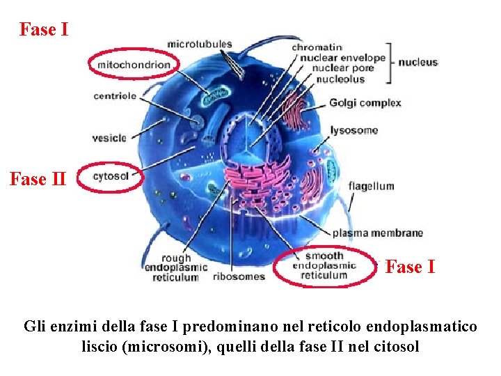 Fase I Gli enzimi della fase I predominano nel reticolo endoplasmatico liscio (microsomi), quelli