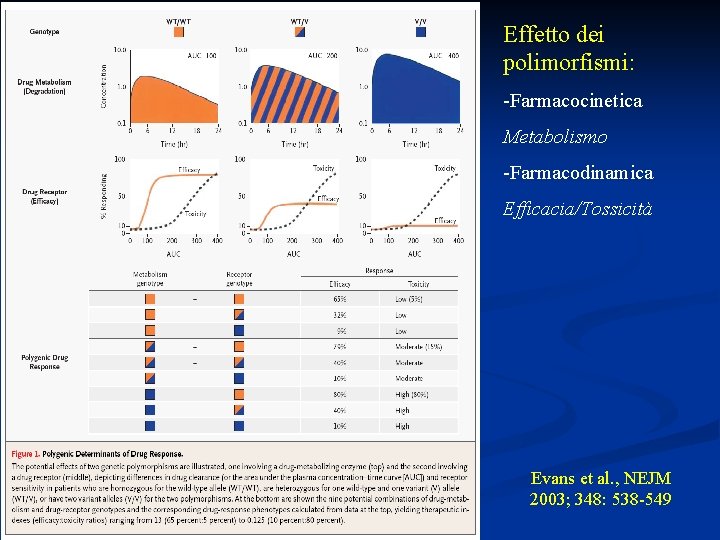 Effetto dei polimorfismi: -Farmacocinetica Metabolismo -Farmacodinamica Efficacia/Tossicità Evans et al. , NEJM 2003; 348: