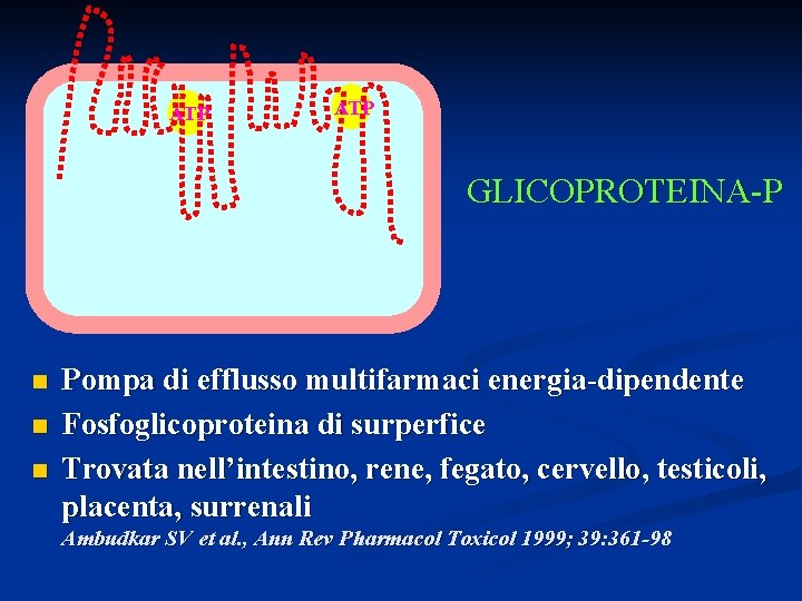 ATP GLICOPROTEINA-P n n n Pompa di efflusso multifarmaci energia-dipendente Fosfoglicoproteina di surperfice Trovata
