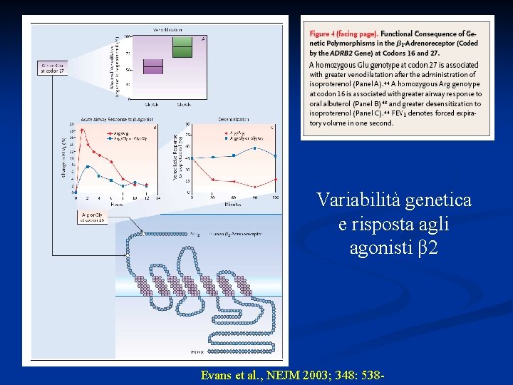 Variabilità genetica e risposta agli agonisti β 2 Evans et al. , NEJM 2003;