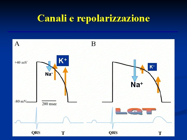 Canali e repolarizzazione K+ K+ Na+ 