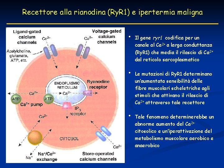 Recettore alla rianodina (Ry. R 1) e ipertermia maligna • • • Il gene