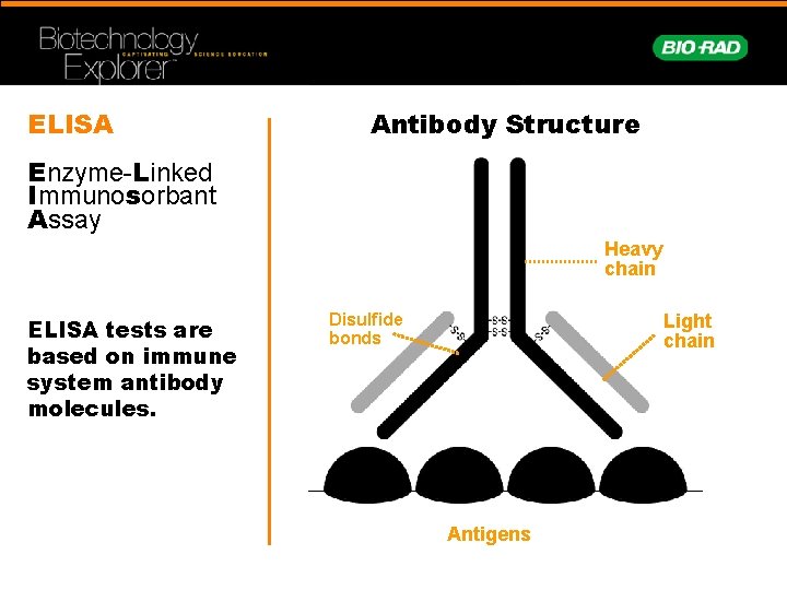 ELISA Antibody Structure Enzyme-Linked Immunosorbant Assay Heavy chain ELISA tests are based on immune