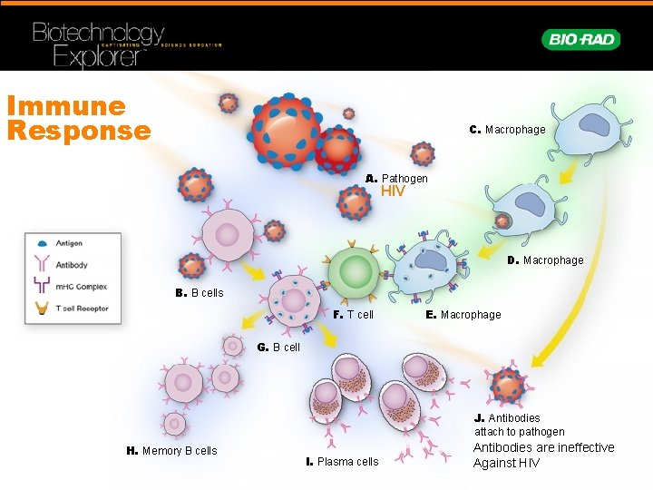 Immune Response C. Macrophage A. Pathogen HIV D. Macrophage B. B cells F. T