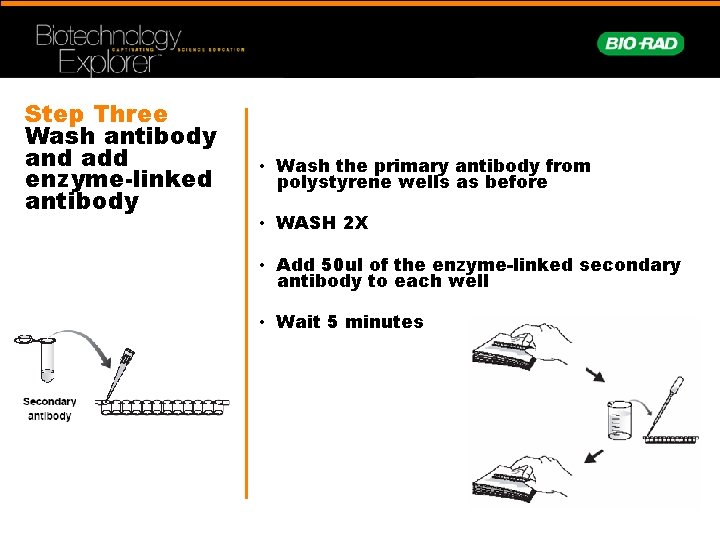 Step Three Wash antibody and add enzyme-linked antibody • Wash the primary antibody from