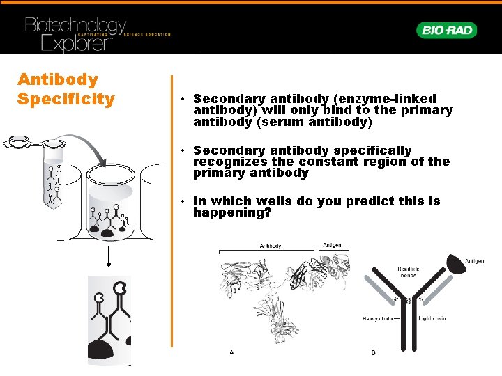 Antibody Specificity • Secondary antibody (enzyme-linked antibody) will only bind to the primary antibody