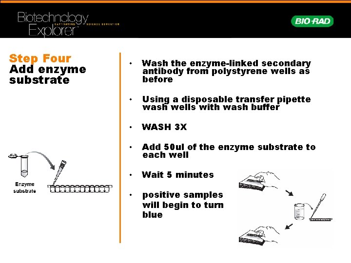 Step Four Add enzyme substrate • Wash the enzyme-linked secondary antibody from polystyrene wells