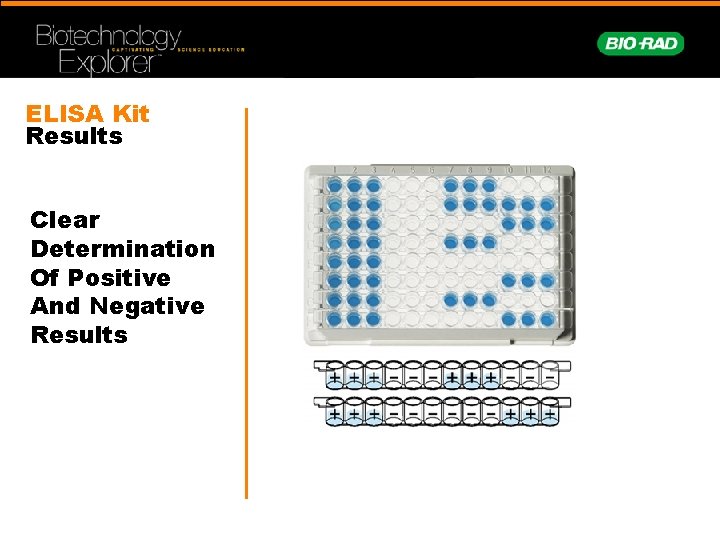 ELISA Kit Results Clear Determination Of Positive And Negative Results 
