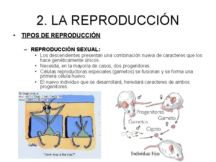 2. LA REPRODUCCIÓN • TIPOS DE REPRODUCCIÓN – REPRODUCCIÓN SEXUAL: • Los descendientes presentan