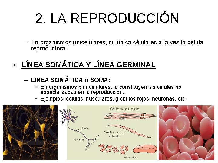 2. LA REPRODUCCIÓN – En organismos unicelulares, su única célula es a la vez