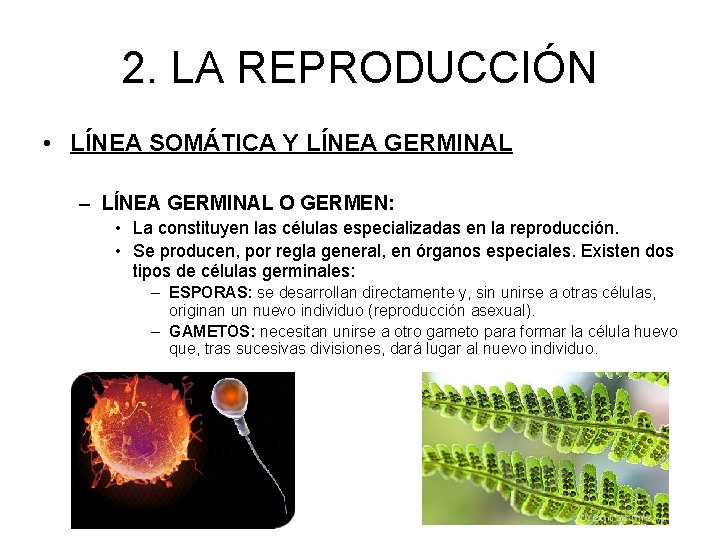 2. LA REPRODUCCIÓN • LÍNEA SOMÁTICA Y LÍNEA GERMINAL – LÍNEA GERMINAL O GERMEN: