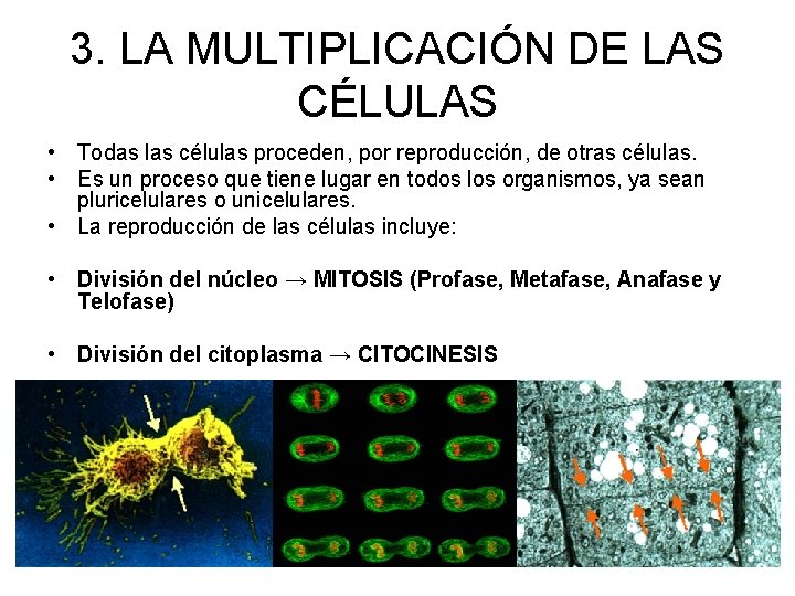 3. LA MULTIPLICACIÓN DE LAS CÉLULAS • Todas las células proceden, por reproducción, de