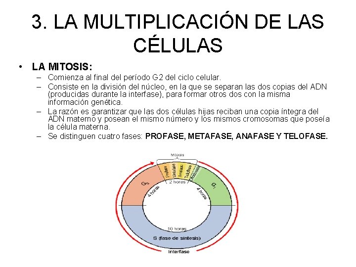 3. LA MULTIPLICACIÓN DE LAS CÉLULAS • LA MITOSIS: – Comienza al final del