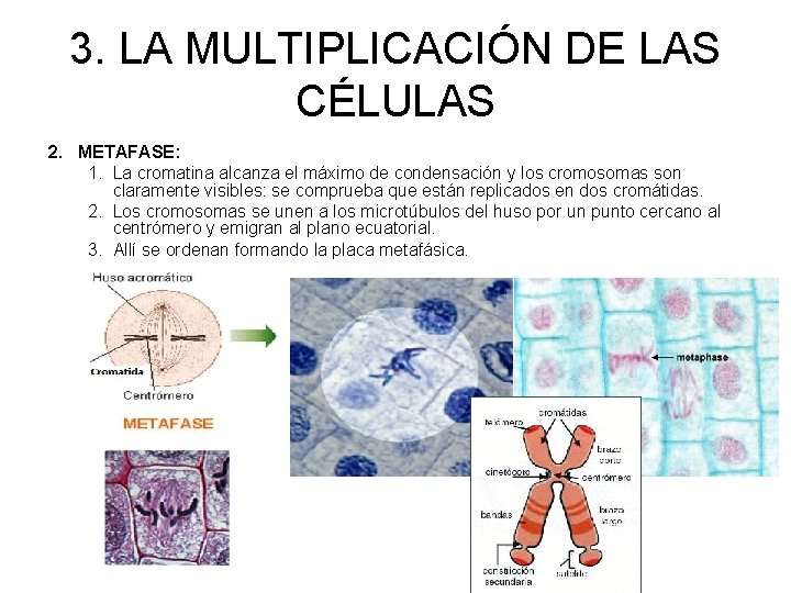 3. LA MULTIPLICACIÓN DE LAS CÉLULAS 2. METAFASE: 1. La cromatina alcanza el máximo