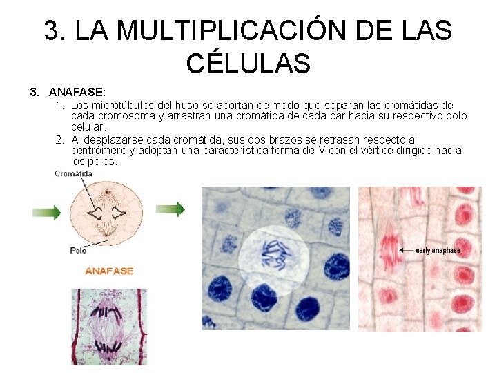 3. LA MULTIPLICACIÓN DE LAS CÉLULAS 3. ANAFASE: 1. Los microtúbulos del huso se