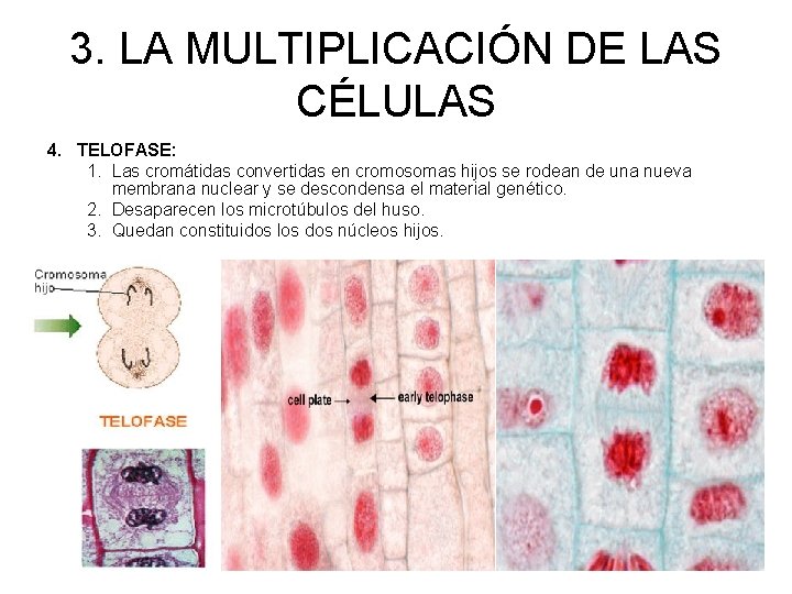 3. LA MULTIPLICACIÓN DE LAS CÉLULAS 4. TELOFASE: 1. Las cromátidas convertidas en cromosomas