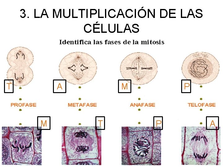 3. LA MULTIPLICACIÓN DE LAS CÉLULAS T A M M T P P A