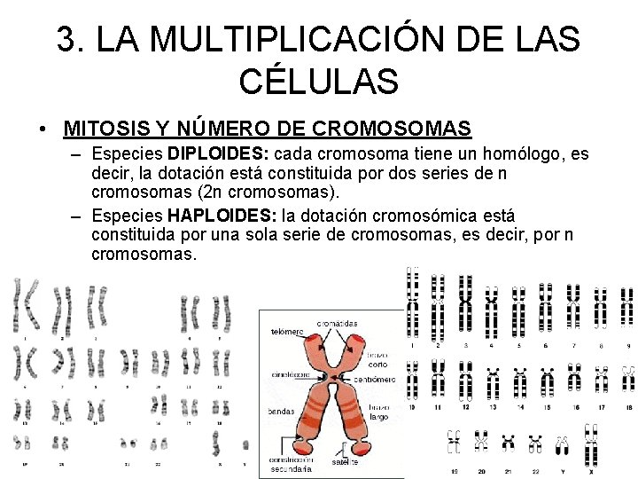 3. LA MULTIPLICACIÓN DE LAS CÉLULAS • MITOSIS Y NÚMERO DE CROMOSOMAS – Especies