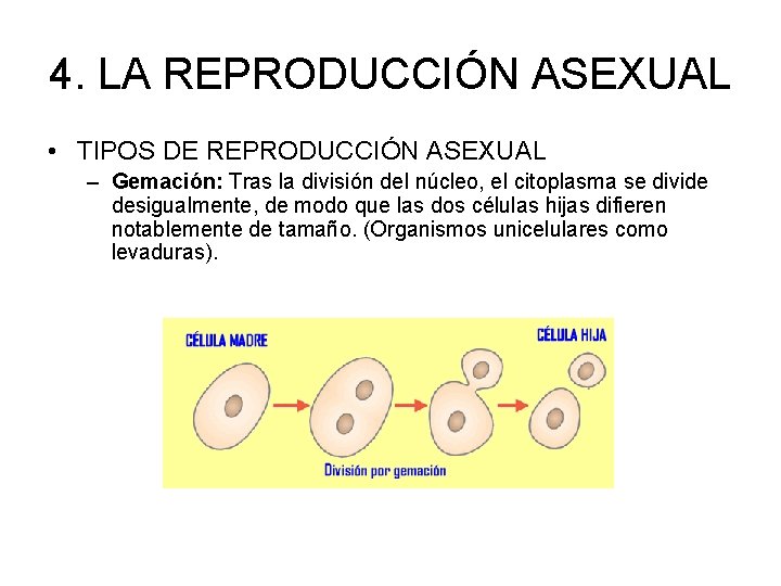 4. LA REPRODUCCIÓN ASEXUAL • TIPOS DE REPRODUCCIÓN ASEXUAL – Gemación: Tras la división