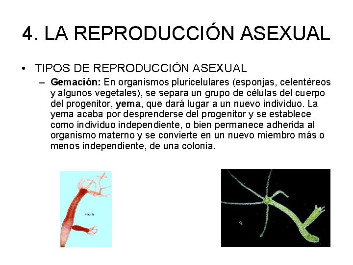 4. LA REPRODUCCIÓN ASEXUAL • TIPOS DE REPRODUCCIÓN ASEXUAL – Gemación: En organismos pluricelulares