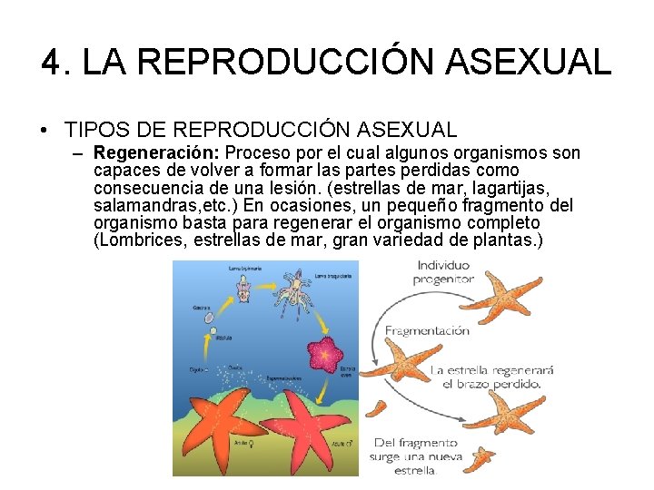 4. LA REPRODUCCIÓN ASEXUAL • TIPOS DE REPRODUCCIÓN ASEXUAL – Regeneración: Proceso por el