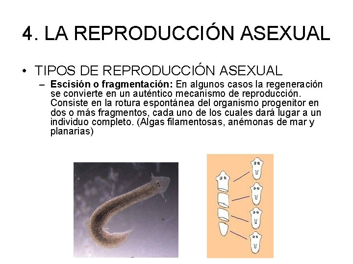 4. LA REPRODUCCIÓN ASEXUAL • TIPOS DE REPRODUCCIÓN ASEXUAL – Escisión o fragmentación: En