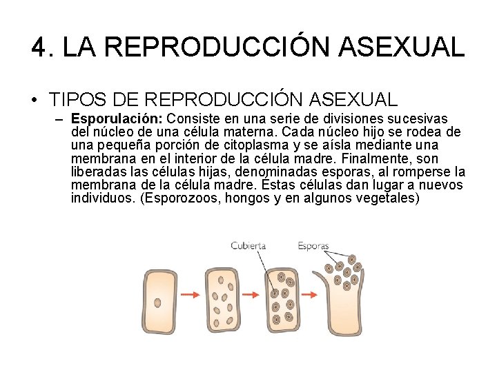 4. LA REPRODUCCIÓN ASEXUAL • TIPOS DE REPRODUCCIÓN ASEXUAL – Esporulación: Consiste en una