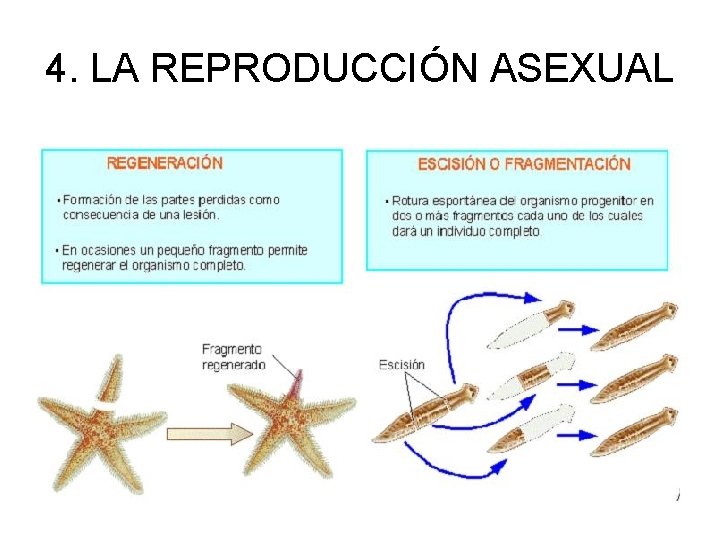 4. LA REPRODUCCIÓN ASEXUAL 