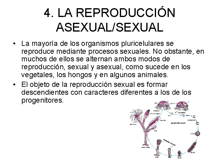 4. LA REPRODUCCIÓN ASEXUAL/SEXUAL • La mayoría de los organismos pluricelulares se reproduce mediante