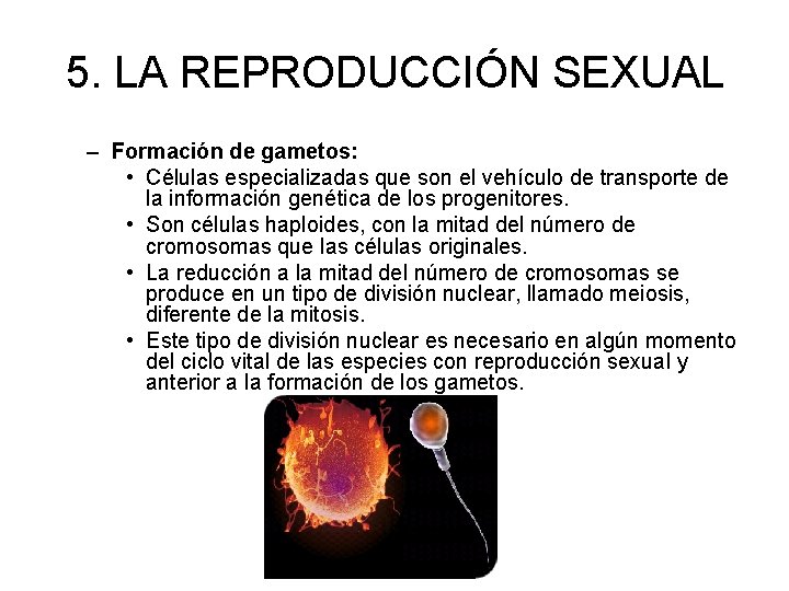 5. LA REPRODUCCIÓN SEXUAL – Formación de gametos: • Células especializadas que son el