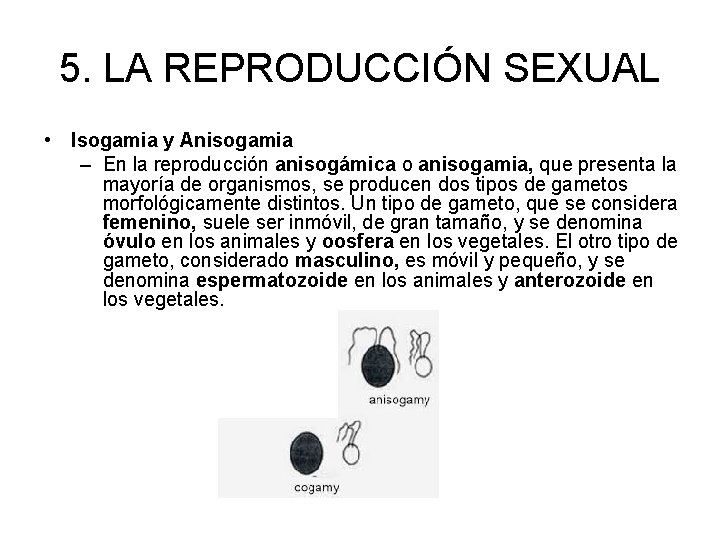 5. LA REPRODUCCIÓN SEXUAL • Isogamia y Anisogamia – En la reproducción anisogámica o