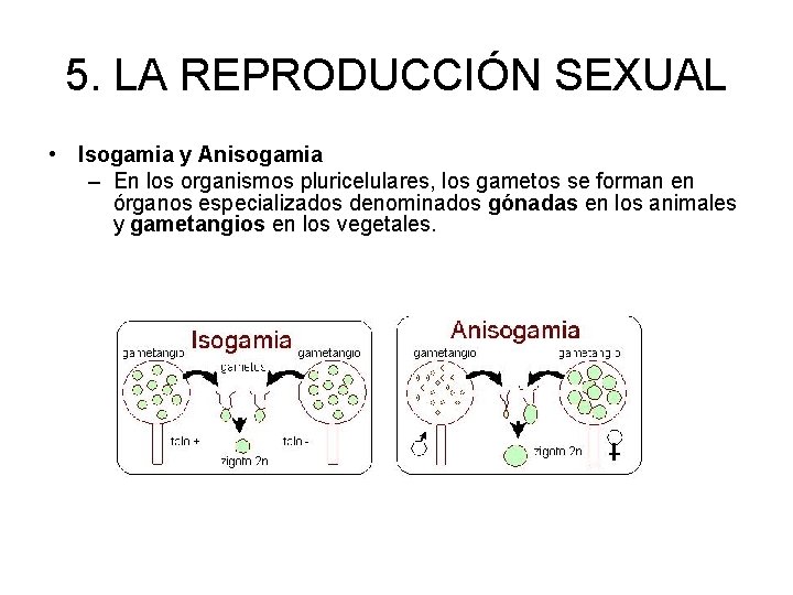 5. LA REPRODUCCIÓN SEXUAL • Isogamia y Anisogamia – En los organismos pluricelulares, los