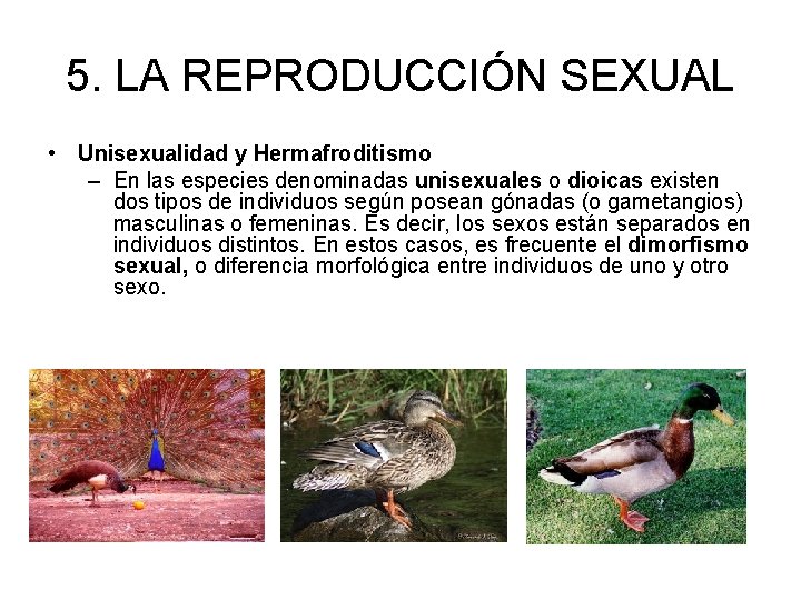 5. LA REPRODUCCIÓN SEXUAL • Unisexualidad y Hermafroditismo – En las especies denominadas unisexuales
