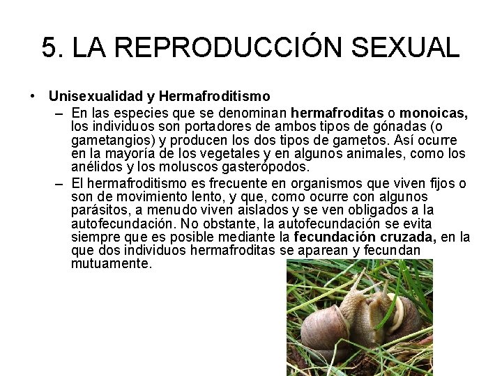 5. LA REPRODUCCIÓN SEXUAL • Unisexualidad y Hermafroditismo – En las especies que se