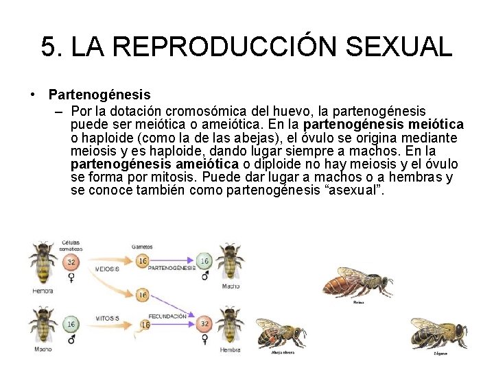 5. LA REPRODUCCIÓN SEXUAL • Partenogénesis – Por la dotación cromosómica del huevo, la