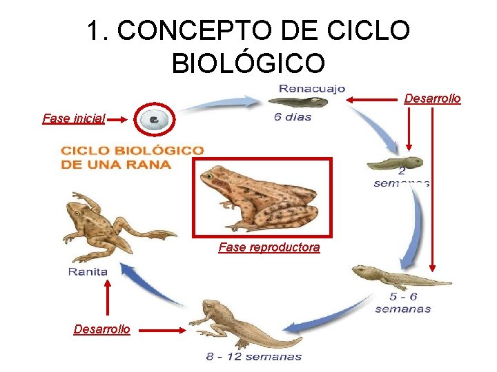 1. CONCEPTO DE CICLO BIOLÓGICO Desarrollo Fase inicial Fase reproductora Desarrollo 